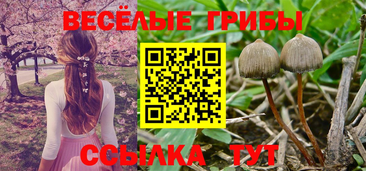 Галлюциногенные грибы GOLDEN TEACHER  Вход с VPN  Георгиевск 